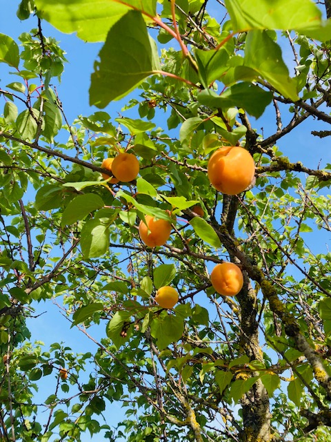 Albicocche Azienda Agricola Il Marchese Magro